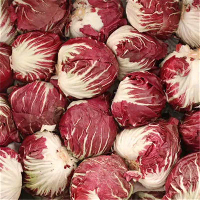 3斤包邮 新鲜落地球红球生菜红菊苣沙拉健身餐轻食批发基地直发