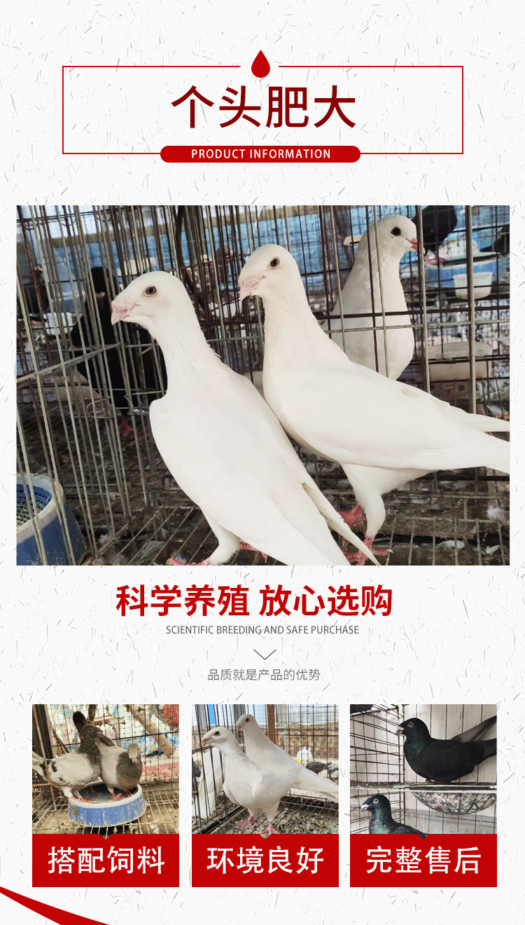 美河马鸽 黄杠马头鸽子 瓦灰蛇头鸽子 白马头 观赏鸽种鸽
