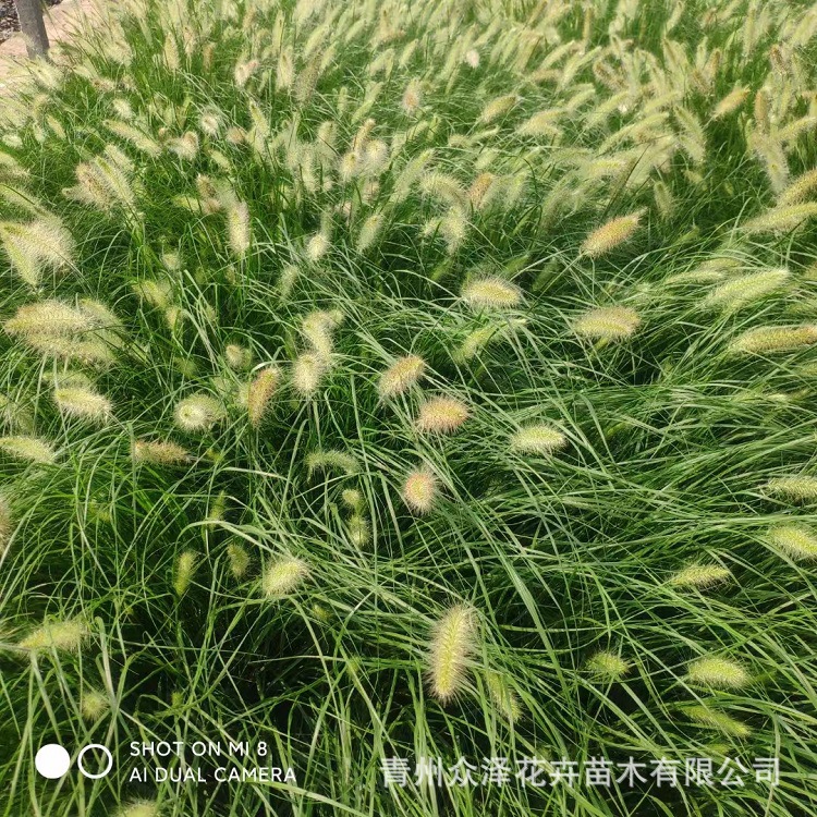 小兔子狼尾草花镜绿化观赏植物公园植物园地被护坡工程草-阿里巴巴