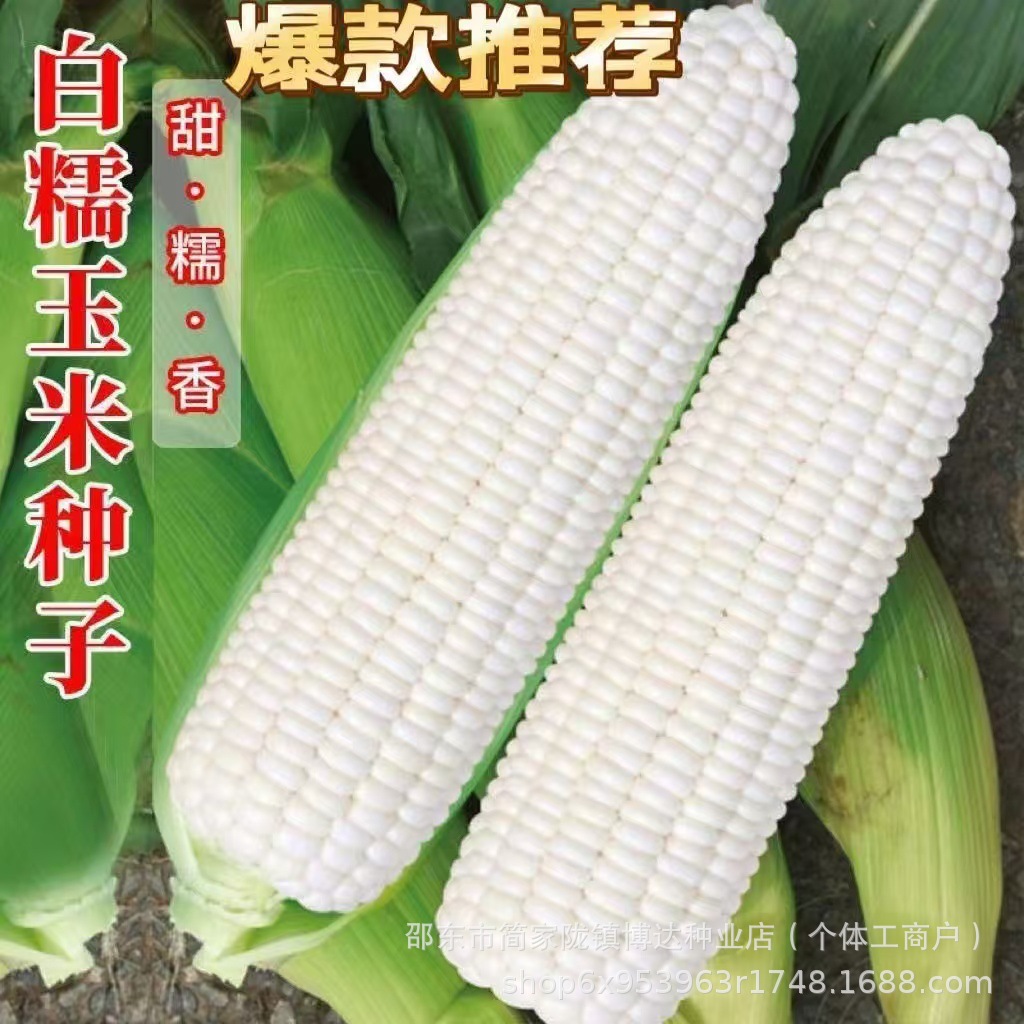 沣甜糯1号白色甜糯玉米种子杂交种国审抗病鲜食糯玉米种籽甜加糯