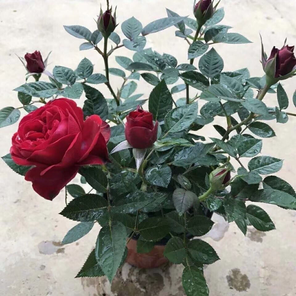 玫瑰花卉盆栽四季开花不断带花苞发四季好养阳台桌面绿植月季花苗