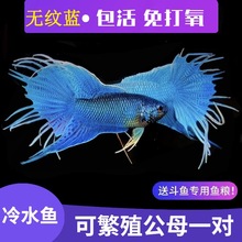 中国斗鱼改良无纹蓝游龙大爆针淡水冷水观赏鱼小型好养免打氧耐活