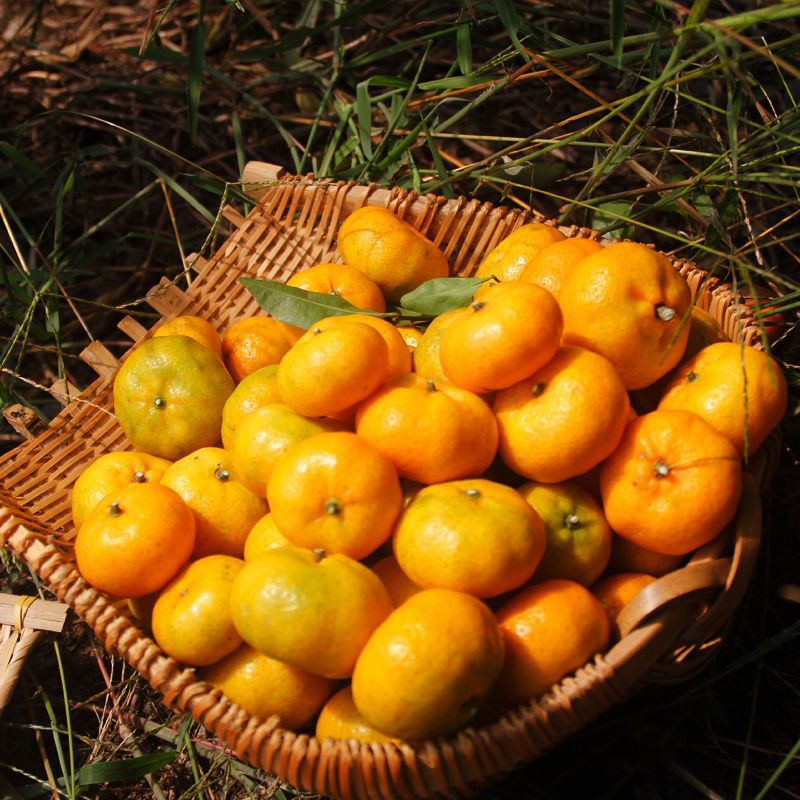 南丰蜜桔小蜜桔新鲜现摘江西橘子砂糖橘孕妇水果贡桔整箱包邮