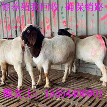 山羊羊苗批量出售 30斤波尔羊羔价格 山羊怀孕母羊黑山羊苗