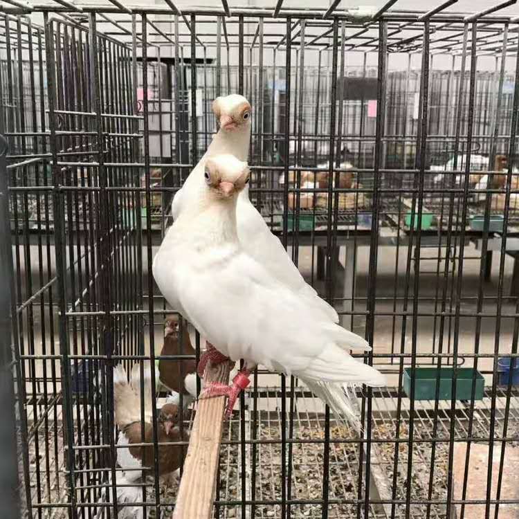 金鱼鸽图片 熊猫金鱼鸽一对价格  精灵鸽子 黑金鱼鸽 观赏鸽养殖