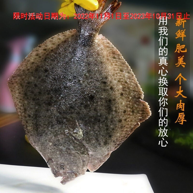 新鲜冷冻多宝鱼 活冻海鲜水产新鲜比目鱼海鱼冷冻八宝鱼大菱鮃