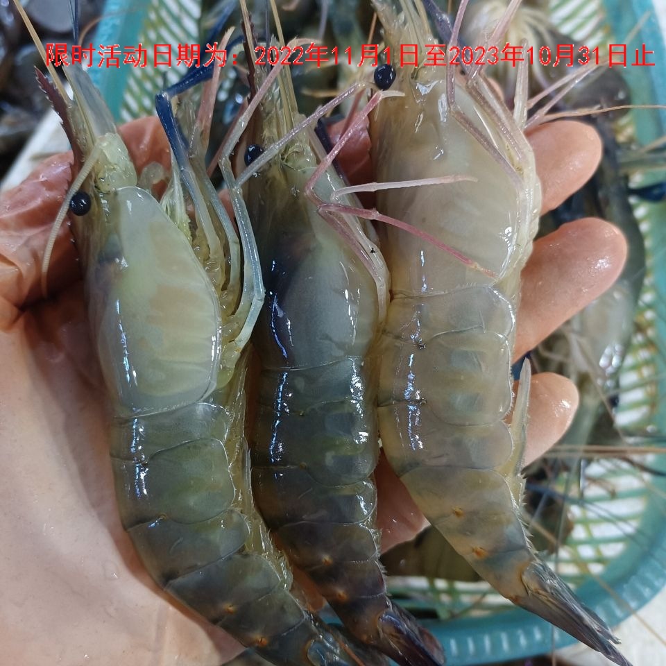 大河虾罗氏虾大头虾新鲜活虾速冻海鲜烧烤淡水虾大虾批发河虾