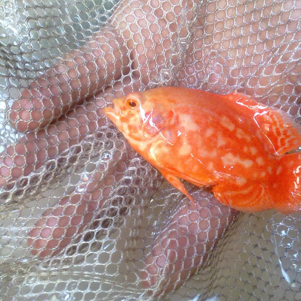 地图鱼活体大型热带鱼小地图鱼苗猪仔黑白长尾地图5-7厘米2条