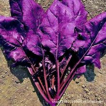 紫仙子特色紫菠菜种子丰产抗病耐寒耐热晚抽苔四季播蔬菜种子