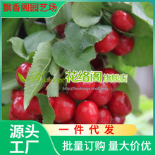 早熟弗里斯科大樱桃树苗 矮化吉塞拉6号砧木嫁接 自花授粉产量高