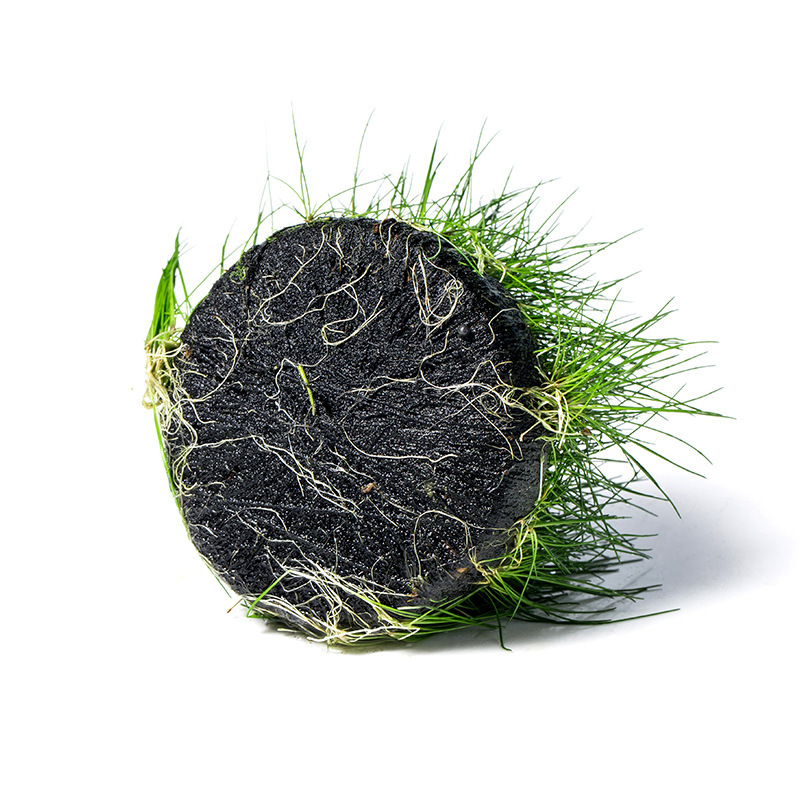 无土养殖懒人前景鱼缸造景迷你毡牛毛坨草淡水植物新手免栽种