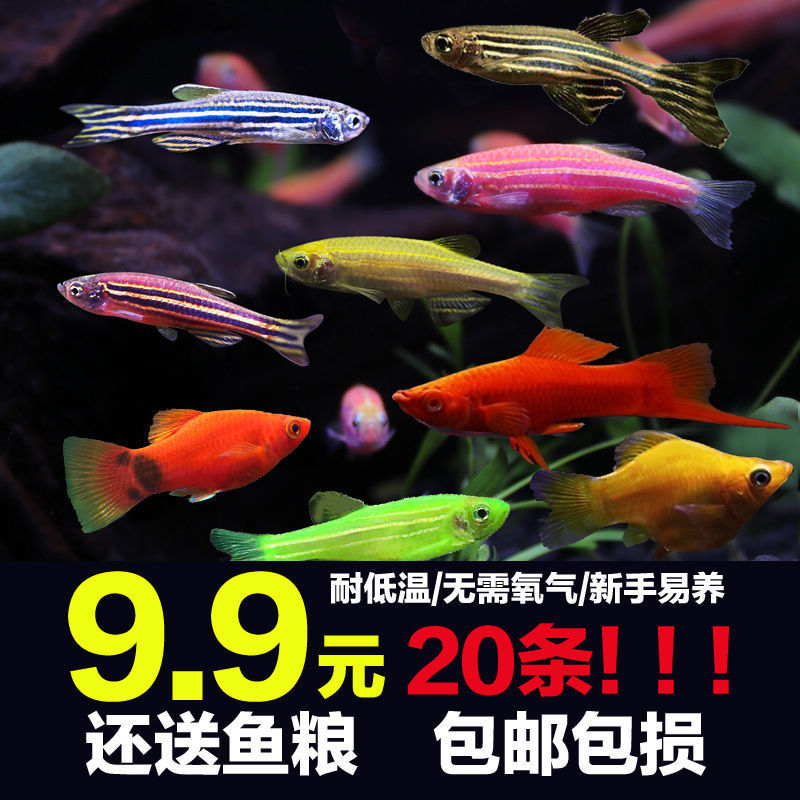 小型热带鱼红蓝斑马鱼活体群游观赏鱼淡水米奇鱼灯科鱼胎生鱼好养