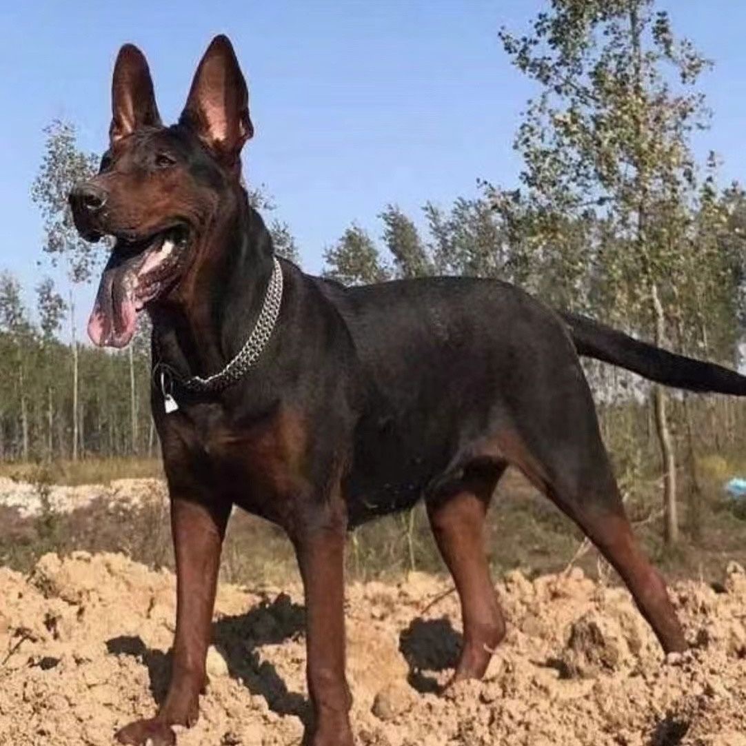 纯种莱州红犬幼犬苏联红犬巨型大型护卫幼崽虎头莱州