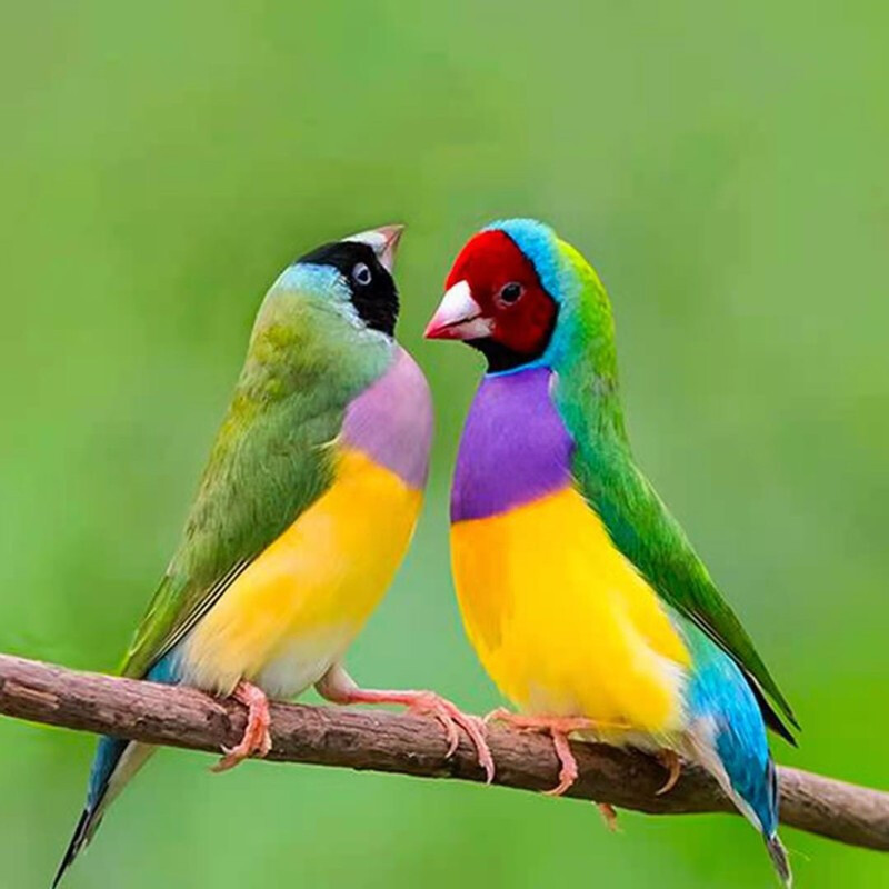 七彩活体宠物五彩鸟幼鸟小鸟宠物牡丹鹦鹉观赏鸟家养虎皮小型五色