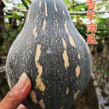 南瓜批发广西香芋宝宝辅食老小新鲜蔬菜一件代板栗速卖通一件代发