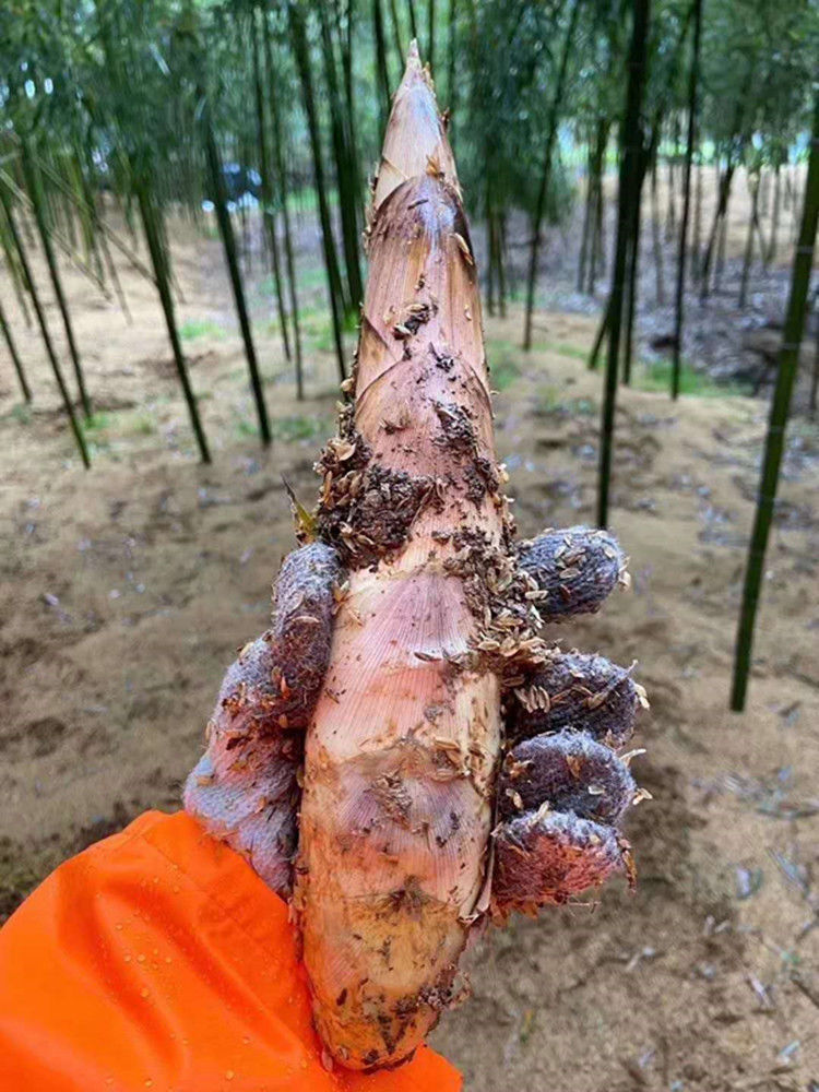 超好吃的宁波特产奉化油焖笋2021年新笋350g瓶装下饭菜竹雷笋下饭