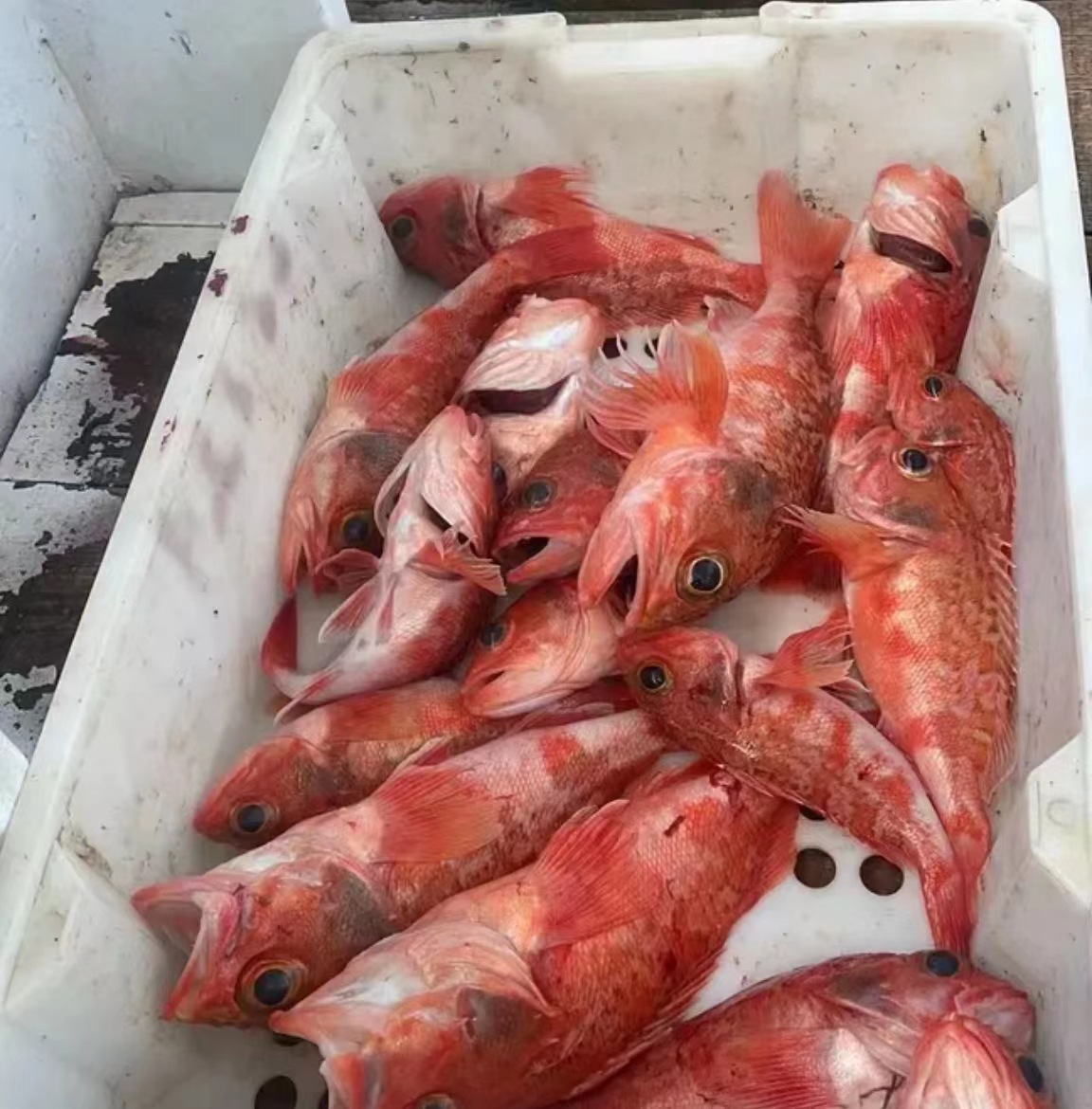 Ⅰ【餐饮整年供应】红石斑鱼现捕活冻红宝石鱼红鲈鱼似东星斑特色