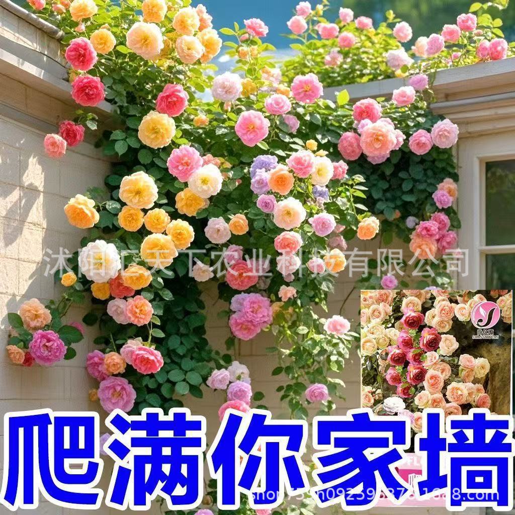 蔷薇花种子爬藤月季玫瑰四季开花爬墙攀援庭院室内花卉盆栽植物籽
