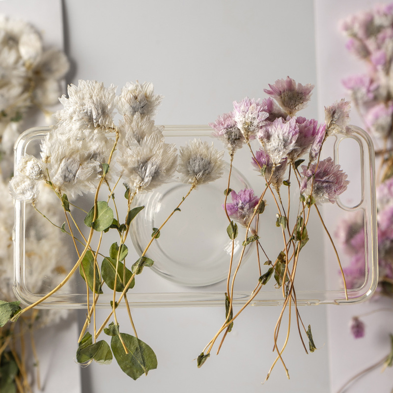 鳞托菊带枝干花压花植物标本批发押花相框台灯真花美甲脸部装饰花