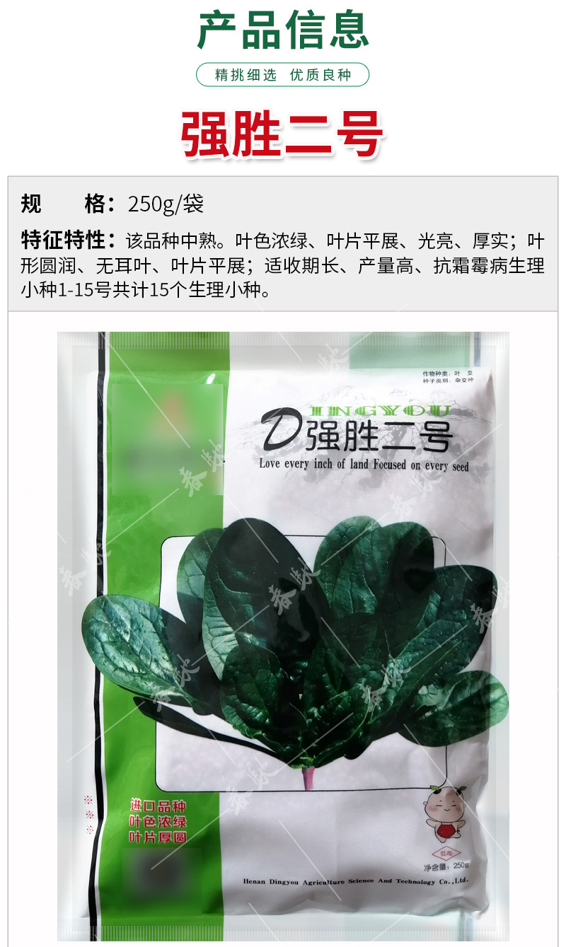 耐热菠菜种子 鼎优强胜二号 250g半直立厚圆叶菠菜种籽