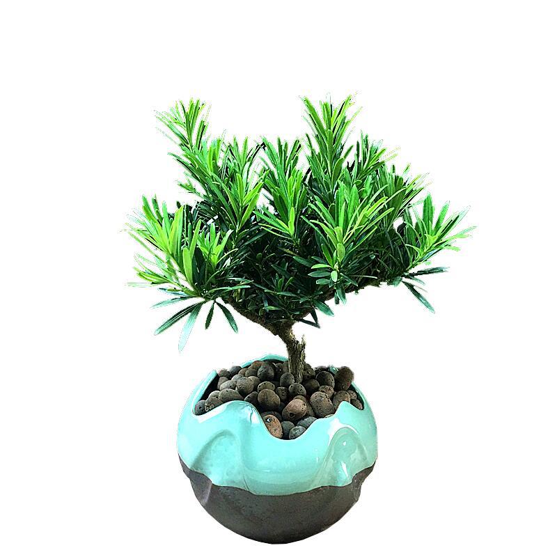 罗汉松盆景树苗老桩植物盆栽室内客厅办公室绿植好养驱蚊四季常青