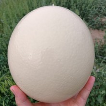 新鲜鸵鸟蛋新鲜农家自养驼鸟蛋禽蛋比鹅蛋大国庆节新年春礼品包邮_阿