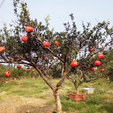 批发园林石榴大树 别墅小区庭院古石榴树 大红袍石榴大树苗地栽