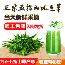 新品海南五指山新鲜忧遁草鲜叶鳄嘴花黎王草茶小叶种优盾草优顿草
