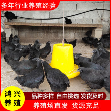 农家散养能下绿壳蛋的五黑鸡苗活体养殖场脱温绿壳蛋鸡小鸡苗价格