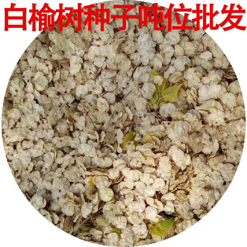 批发白榆树家榆榔榆种子林木种子植榆树墙 白榆树种子 园林绿化