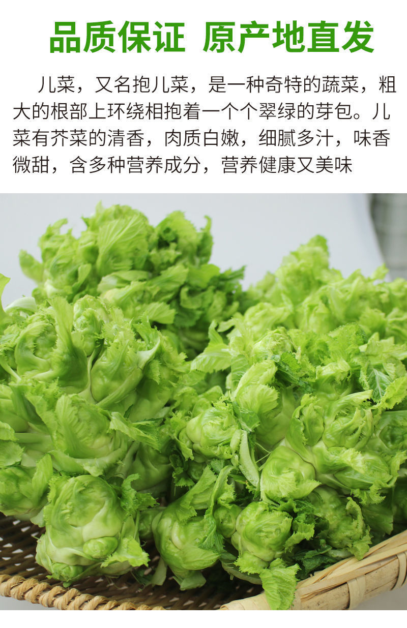 现摘】四川儿菜新鲜娃娃菜农家自种蔬菜多心母子菜抱耳菜批发包邮