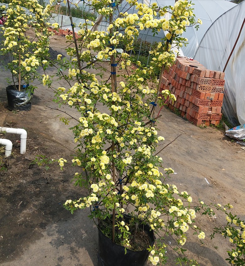 红木香花四季红色爬藤植物特大花苗盆栽攀爬带香花卉苗木基地批发