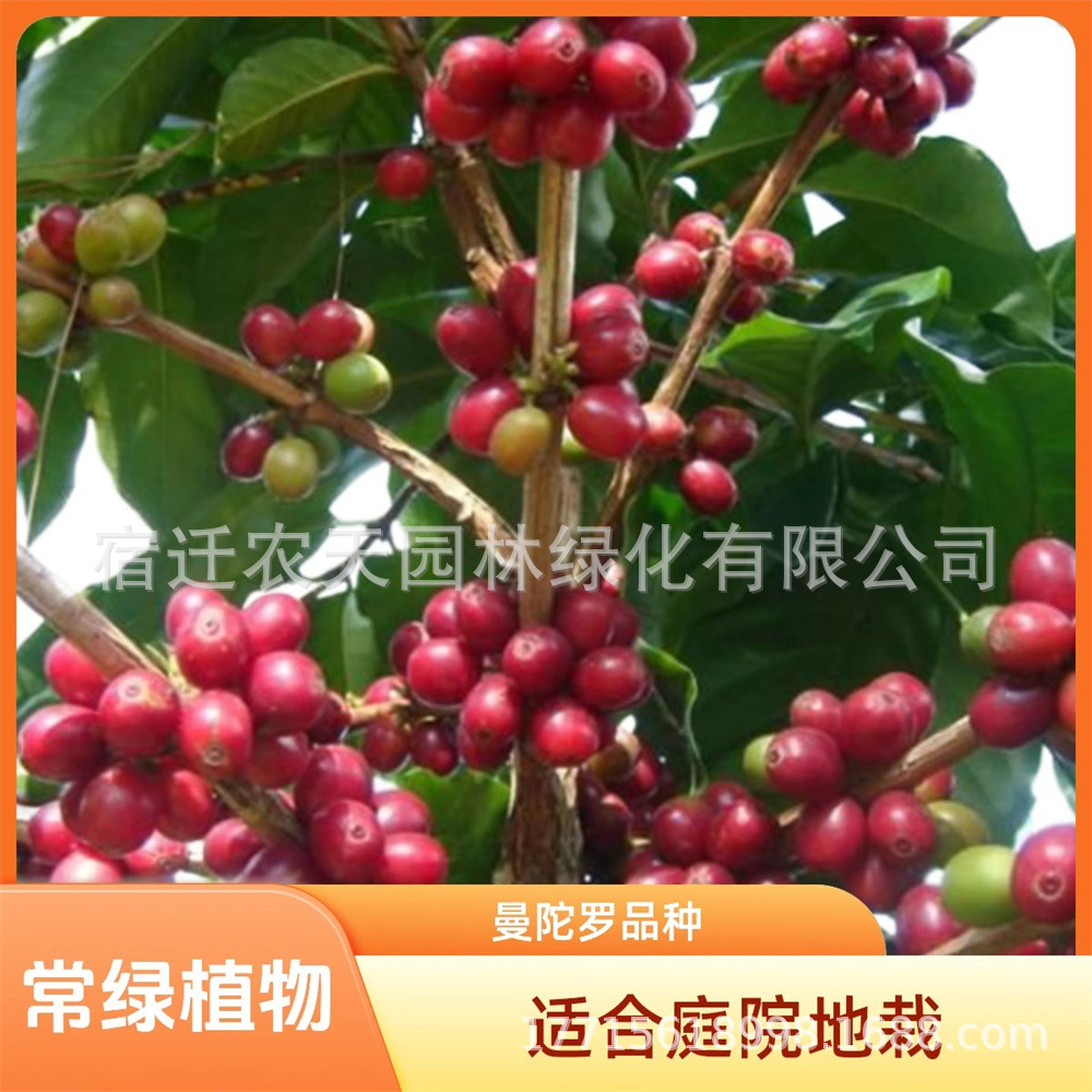 咖啡苗 咖啡树苗当年结果 云南卡迪姆咖啡树苗 咖啡盆栽四季种植