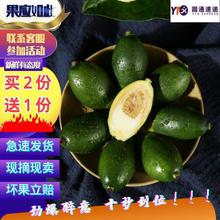 海南新鲜槟榔青果陵水配料荖叶500克陵水贝壳粉_阿里巴巴找货神器