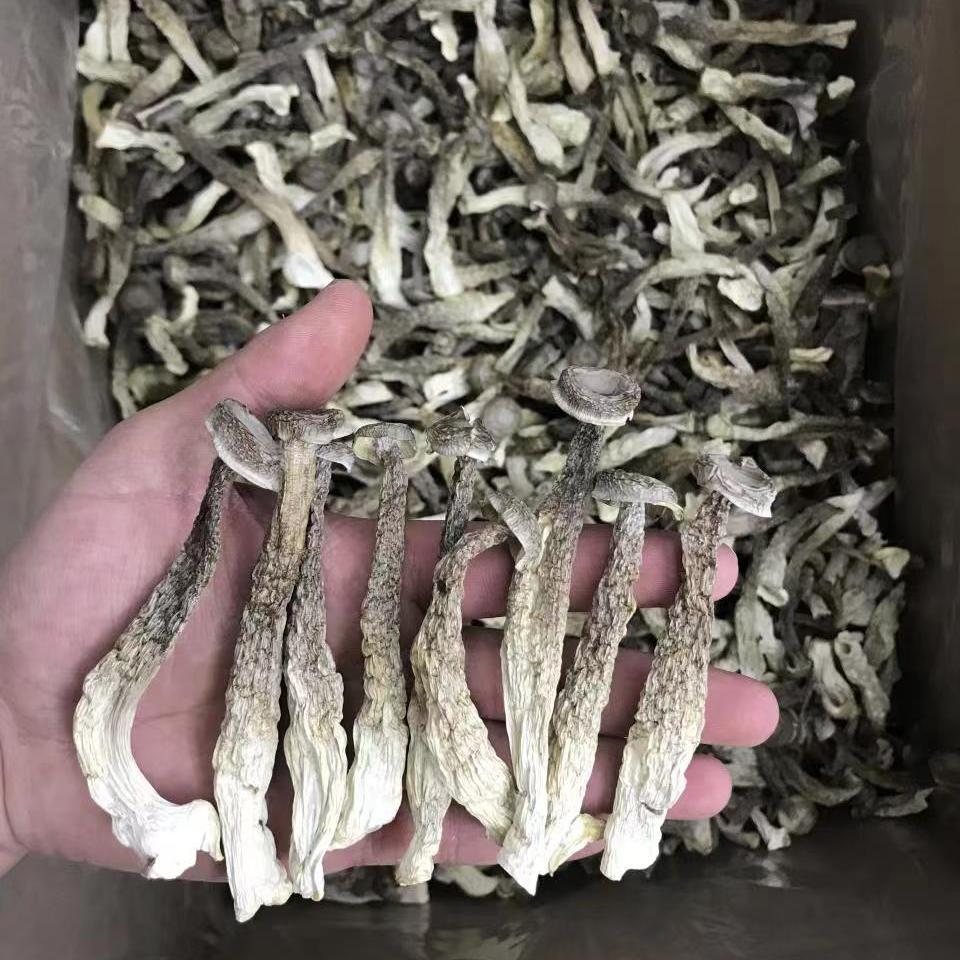 楷美鹿茸菌批发菌类干货食用菌蘑菇鹿茸菇干货500g散装代发脆脆菇