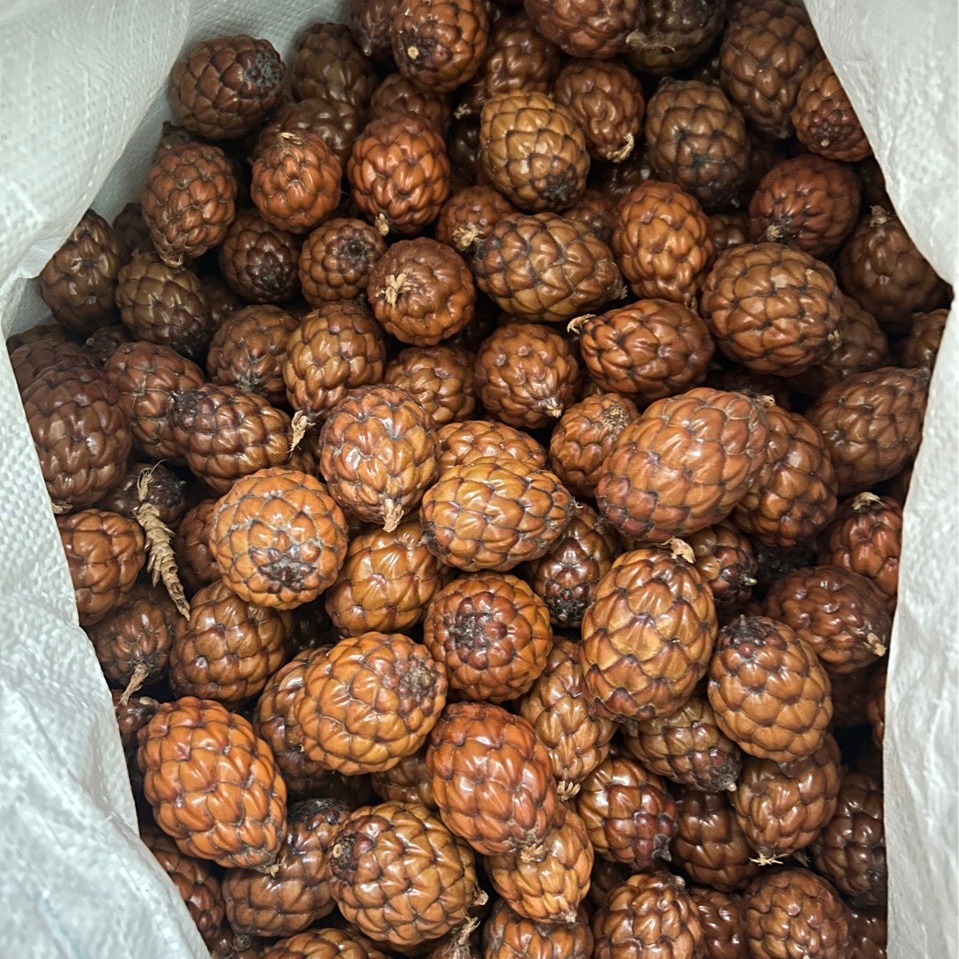 批发全新菩提子铁树籽手把件文玩 马达加斯加松果菩提子文玩-阿里巴巴