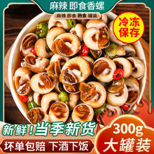 温州特产小吃野生辣螺温州海螺开瓶即食舟山醉辣螺下