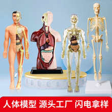 跨境热卖爆款仿真人体器官结构模型DIY儿童益智医学科教玩具 新品