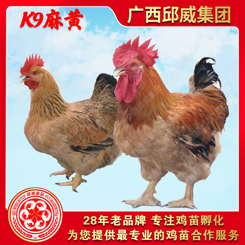 快大k901肉鸡苗k9鸡苗 882肉鸡苗麻黄肉鸡苗 红公鸡苗活体批发