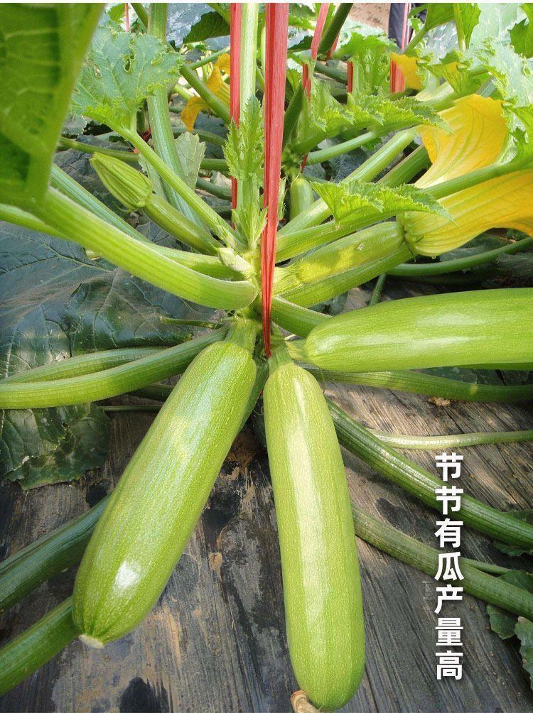 早青一代杂交西葫芦种子 西葫占瓜菜茭瓜种子西湖瓜种子四季播