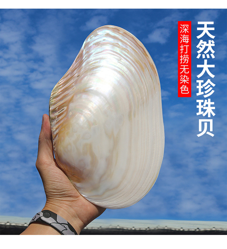 超大珍珠贝天然海螺贝壳光泽双面壳地中海家居装饰摆件创意收藏品