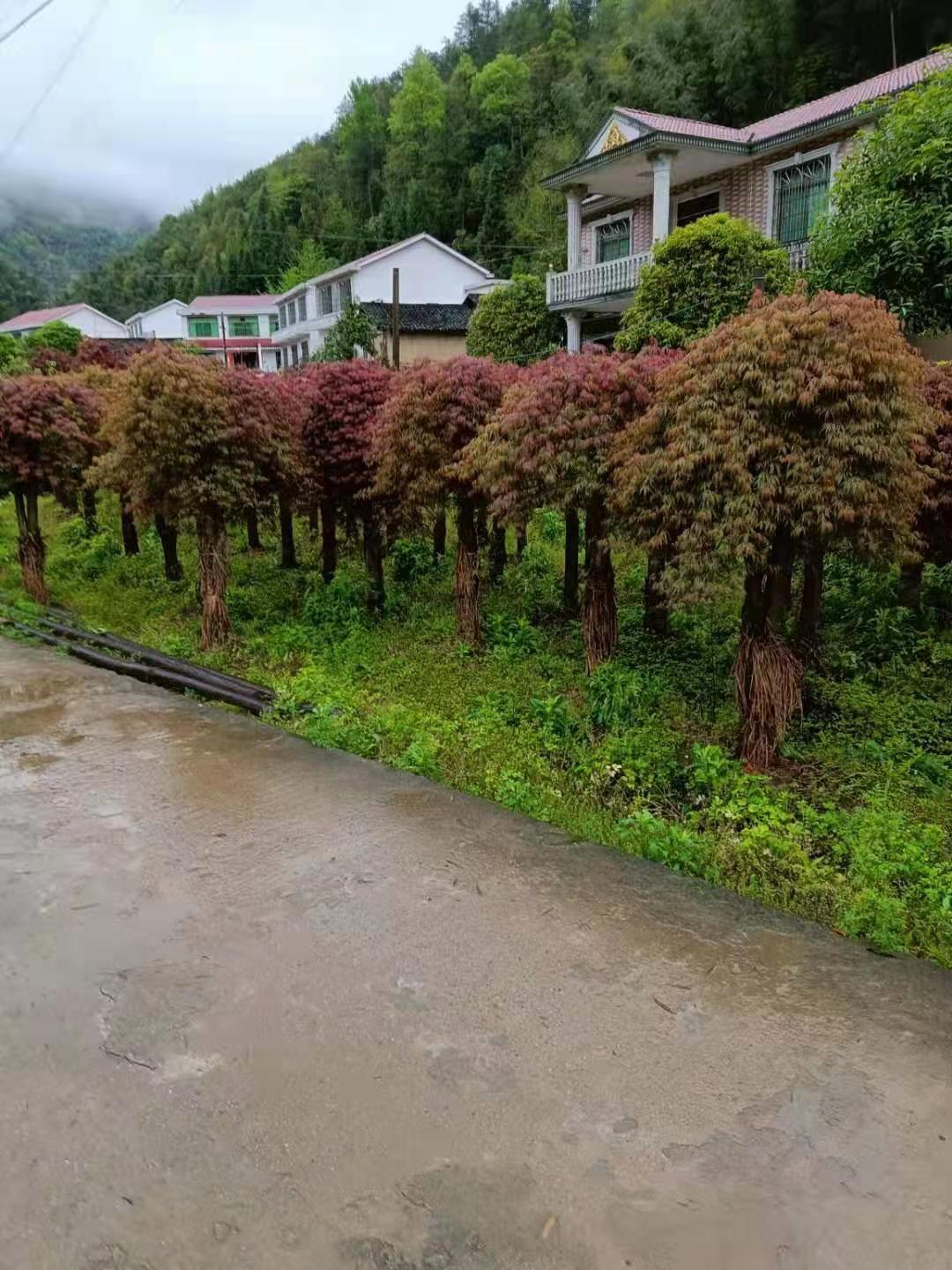 羽毛枫 枫树 红枫 货源地直发苗木-阿里巴巴