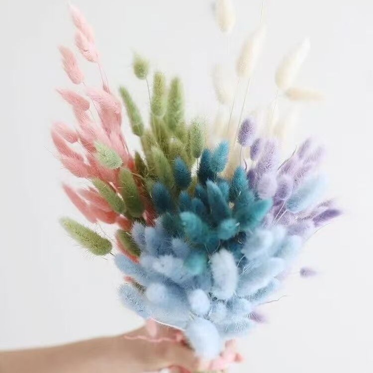 源头厂家清仓兔尾草干花真花干花花束永生花家居装饰狗尾草永生花