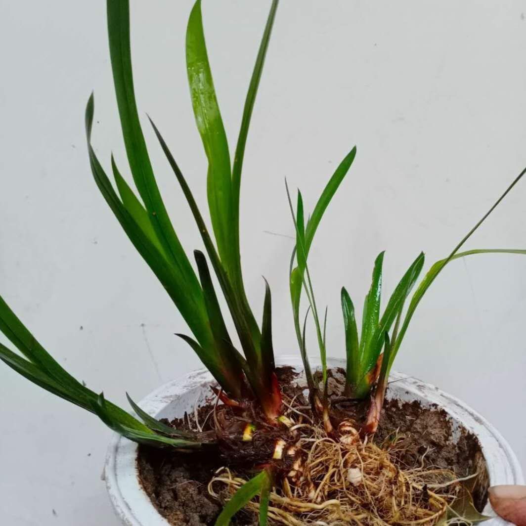 野生菖蒲龙根水培鱼龟缸造假山造景微观水生植物盆栽附石水草好养