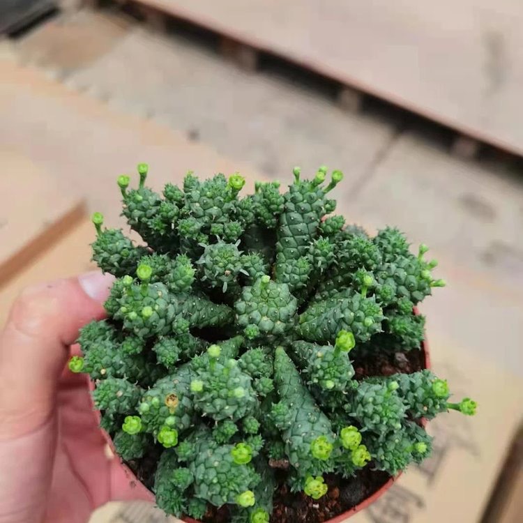 基地直供仙人掌类九头龙/龙王阁盆栽居家耐养耐运输可出口植物