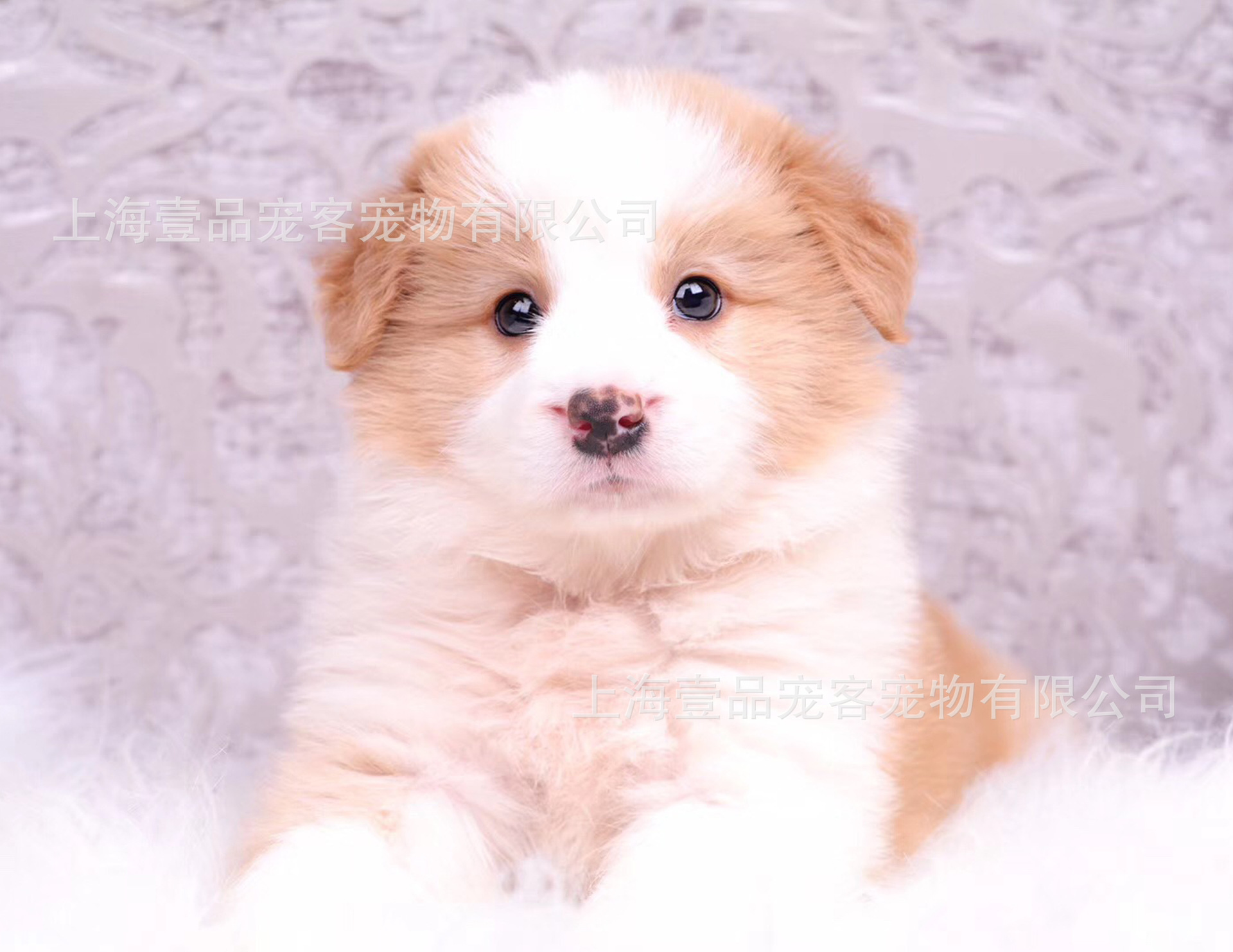 出售精品边境牧羊犬活体幼犬边牧自家繁殖血统健康厂家直销一手货