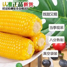 乐姆当季新东北绿色黄糯玉米新鲜速食真空装黏苞米粗粮低脂代餐