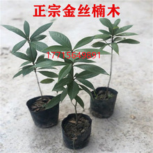 苗木金丝楠木树苗奇楠沉香树苗小叶紫檀香海南黄花梨树苗四季常青