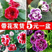 芙蓉花盆栽四季开花带花苞好养易活大岩桐花卉苗办公室内绿植物