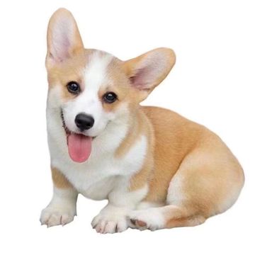 纯种柯基幼犬活体卡迪根威尔士双血统三色小短腿小型犬家养宠物狗